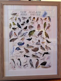'New Zealand Bird Species' by Eliza Xu