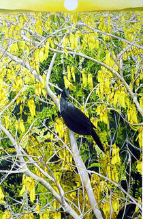 'Kowhais Forever' by Miranda Woollett