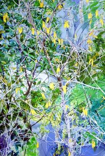 'The Kowhai Tree' by Miranda Willett (SOLD)